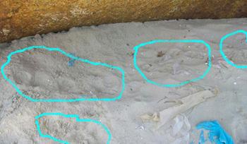 Mystery beast causing panic in Quang Ngai province