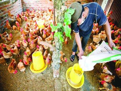 Agricultural insurance needs a firm foundation to succeed