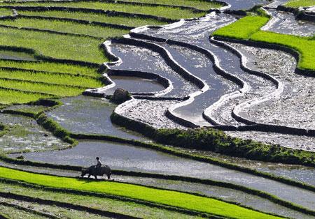 Sapa in new transplanting season