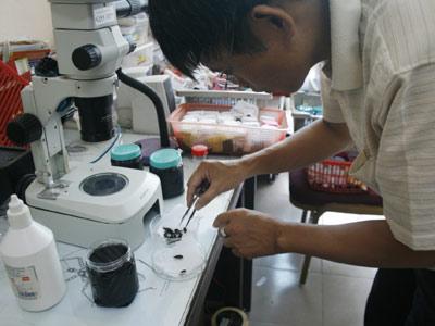 Blood-sucking assassin bugs in ‘laboratory’