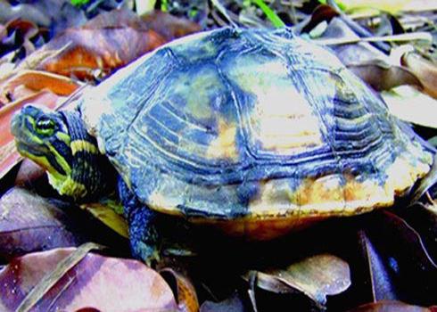 Nature reserve for central tortoises set up in central Vietnam