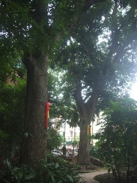 Mango trees recognized as part of national heritage