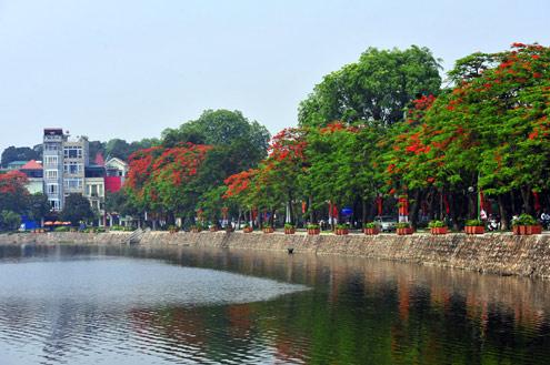 Hanoi&rsquo;s streets dyed in red by flamboyant flowers