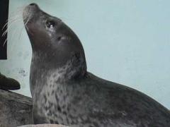 Seal dies of cancer at Oceanography Institute