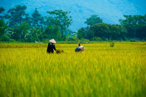 Hanoi in the ripe rice season