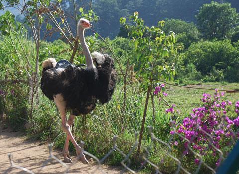 Riding ostriches in Da Lat plateau
