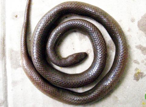 New snake species discovered in Kon Tum