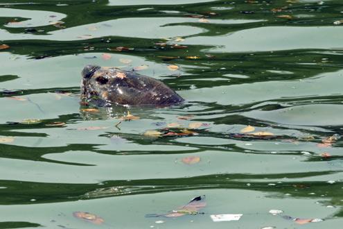 Legendary turtle sunbathes