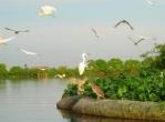 Stork Island in Hai Duong
