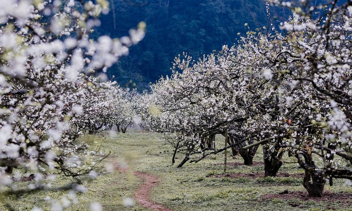 In the spring, Moc Chau is covered in plum blossoms.