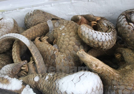 USAID supports Vietnam to fight wildlife smuggling